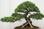 黑松下山桩带土球能养活吗？南北方不同季节实操全讲清