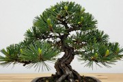 黑松怎么做成矮霸？扎枝配土定植，5步把高苗压成球