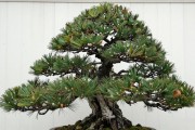 日本黑松品种大全：5种热门黑松怎么挑、怎么养