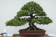 黑松长介壳虫了怎么清？三步实操＋南北方季节用药全解