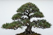 黑松苗怎么挑不踩坑？5个实操细节，现场就能辨强弱