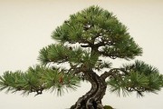 桌面黑松盆景推荐：4款书桌小松实测排名，配土浇水一次讲透