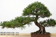 黑松切芽后控水怎么做？南北方浇水频率差一倍，别再浇反了