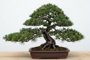 黑松裸根苗能活吗？三步操作把成活率拉到八成