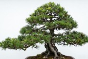 黑松徒长枝怎么剪？认准位置下手，3个季节节点别搞错