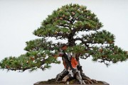 黑松和赤松的区别｜5个细节一看就懂，别再种错