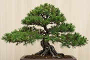 黑松盆景寄养一年到底多少钱？3档费用+养护标准全说清