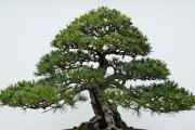 黑松种子育苗成本到底多少？南北方种植户必看实操指南