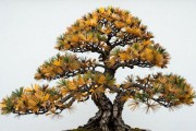 黑松下山桩几月买最好？老手只认这两个季节