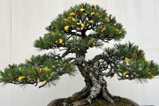 黑松长红蜘蛛怎么办？3步实操根治，别乱喷药