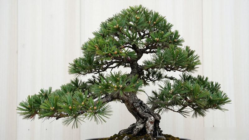 黑松造型后多久能恢复_黑松造型后养护管理_黑松造型恢复周期