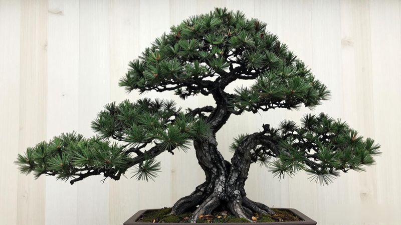 黑松苗不同规格价格差异_2026年黑松苗价格范围_黑松苗价格表