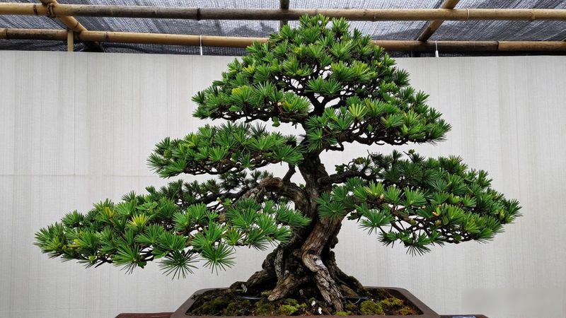 黑松下山桩多少钱一棵_黑松下山桩价格影响因素_黑松下山桩价格区间
