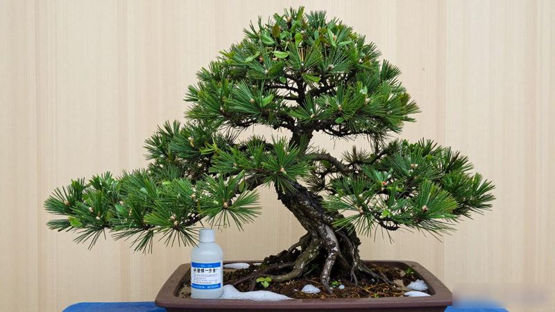 几十块的黑松苗能养成盆景吗_黑松苗选购标准_黑松盆景养护技巧