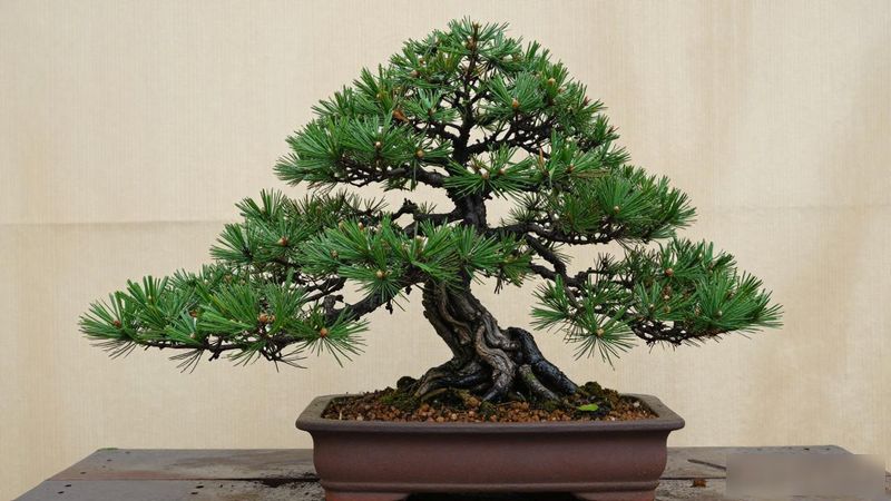 黑松苗选购标准_几十块的黑松苗能养成盆景吗_黑松盆景养护技巧