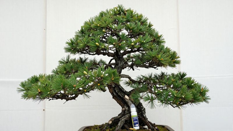 黑松夏季防晒遮阳网搭建方法_黑松夏季控湿通风管理技巧_黑松夏季防晒方法