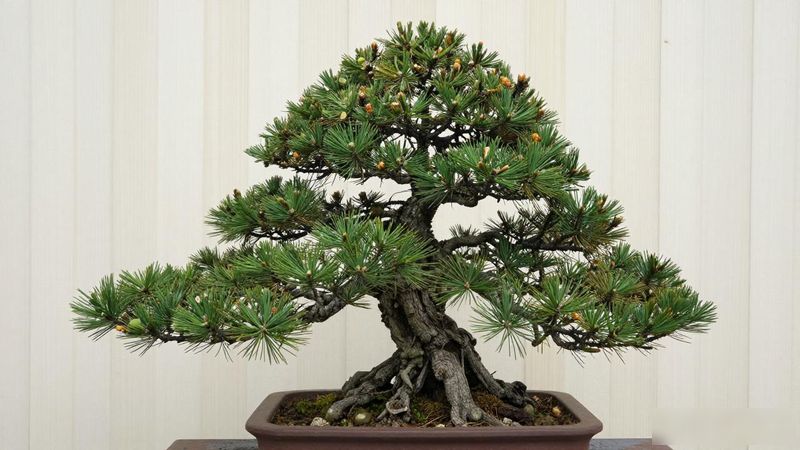 国内精品黑松盆景赏析_黑松产地差异_黑松土壤配比