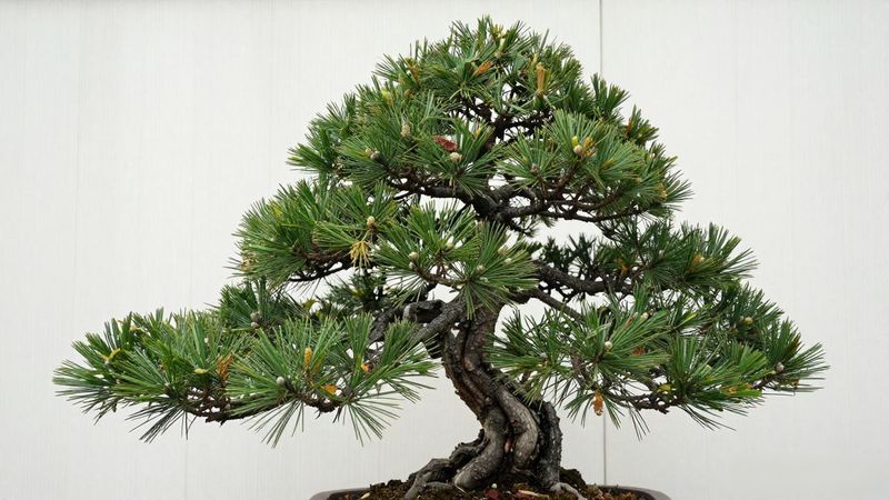 黑松换盆注意事项_黑松换盆时间_黑松土壤配比方法