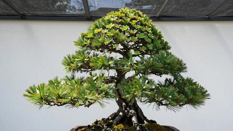 黑松养护技巧_真柏种植方法_黑松和真柏哪个适合新手