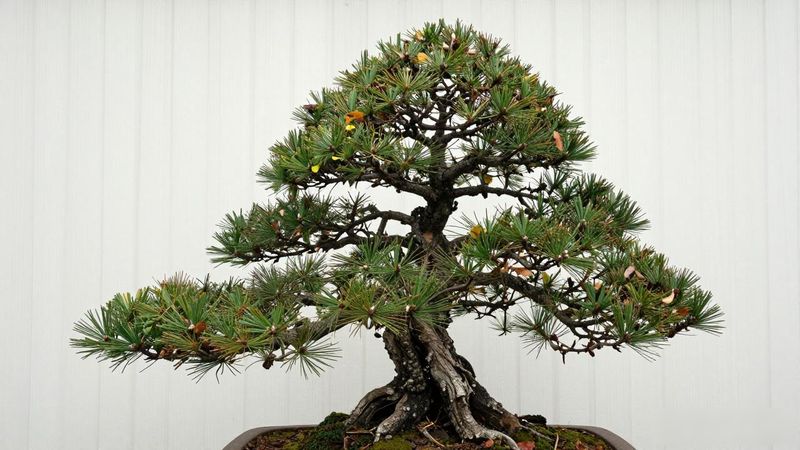 黑松八房品种介绍_黑松八房品种档案 日本多针叶黑松 稀有度盆栽