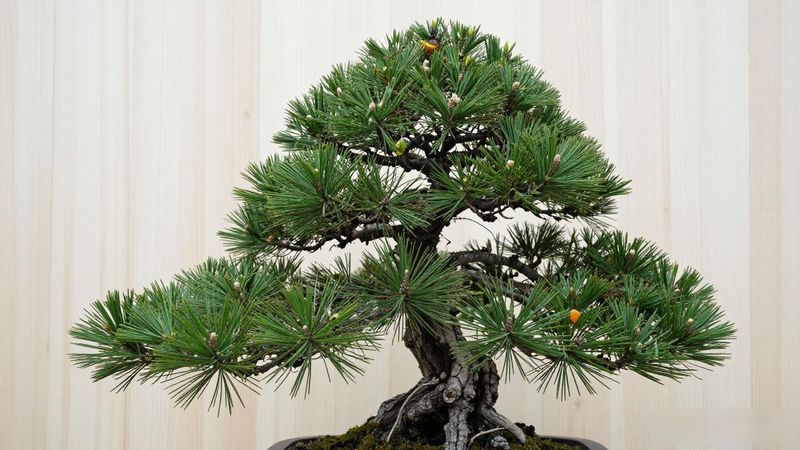 黑松八房品种介绍_黑松八房品种档案 日本多针叶黑松 稀有度盆栽