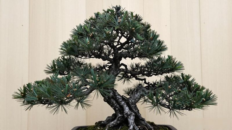 黑松那须娘品种特点_那须娘黑松品种特征_那须娘黑松盆景养护