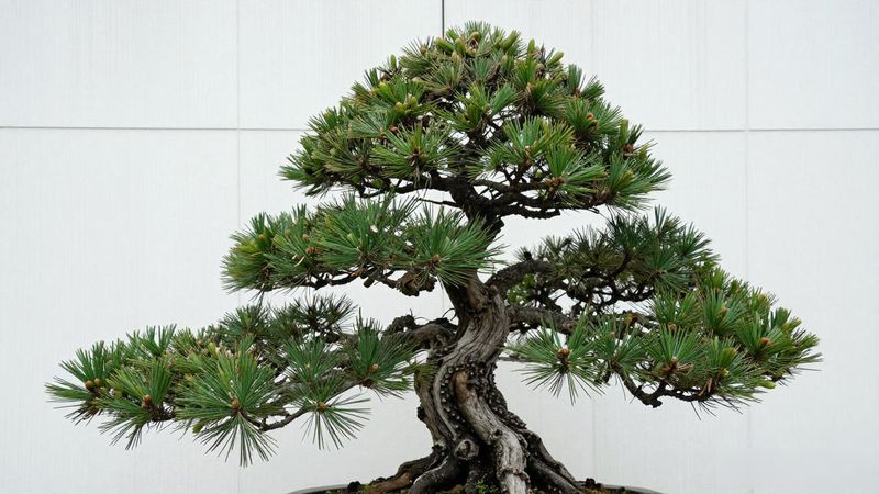 黑松上盆最佳时机_新买的黑松怎么上盆_黑松盆栽养护技巧