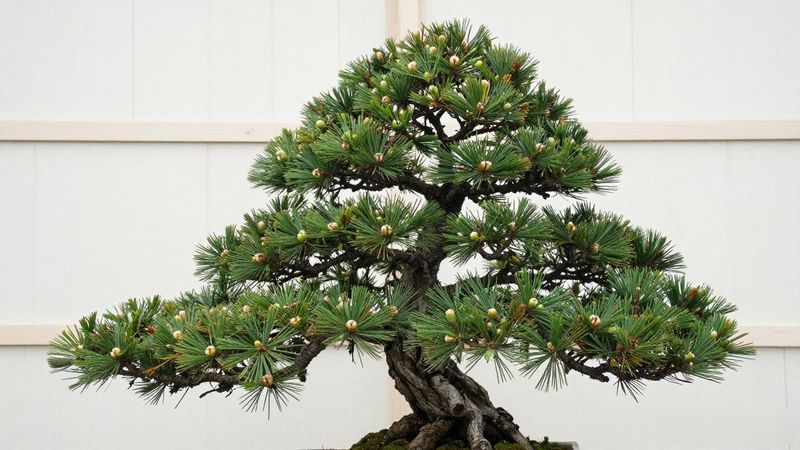 黑松千寿丸怎么样_黑松千寿丸修剪造型技巧_黑松千寿丸盆景养护