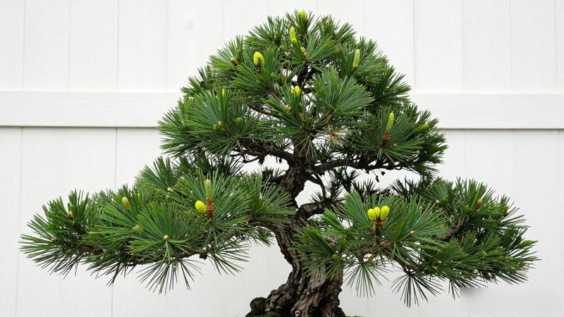 日本进口黑松盆景价格区间_黑松盆景树龄直径造型影响价格_日本进口黑松盆景价格