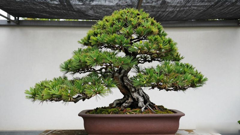 黑松怎么逼出不定芽_黑松逼定芽步骤_黑松修剪促芽技巧