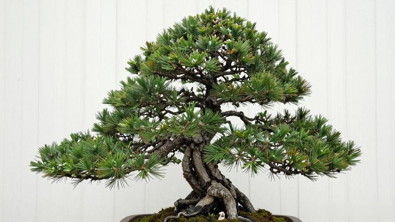 黑松下山桩最佳移栽时间_黑松下山桩成活率与价格_黑松下山桩成活率影响因素