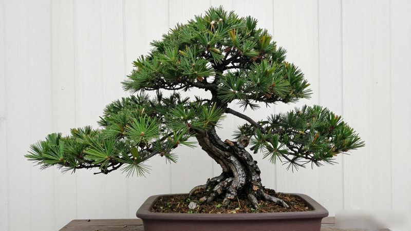 黑松松针土使用方法_黑松松针土配比_黑松用松针土可以吗