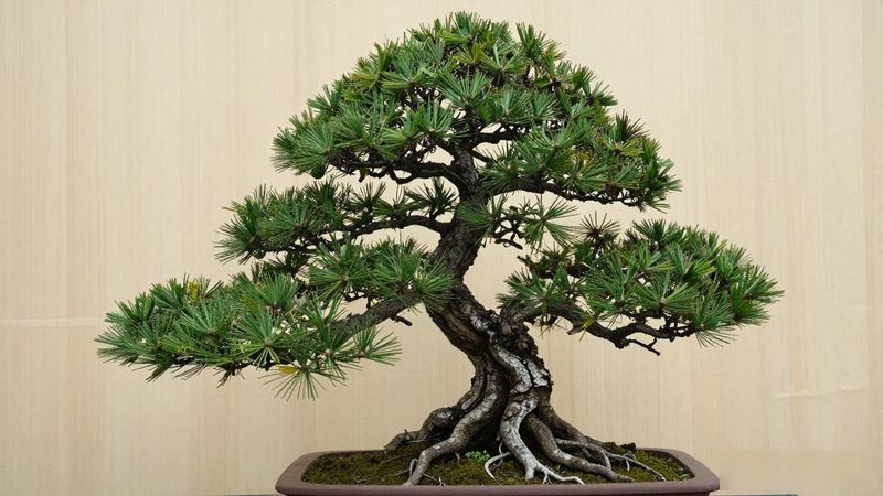 一斤重的黑松下桩多少钱_一斤黑松下桩价格行情_黑松桩价格影响因素