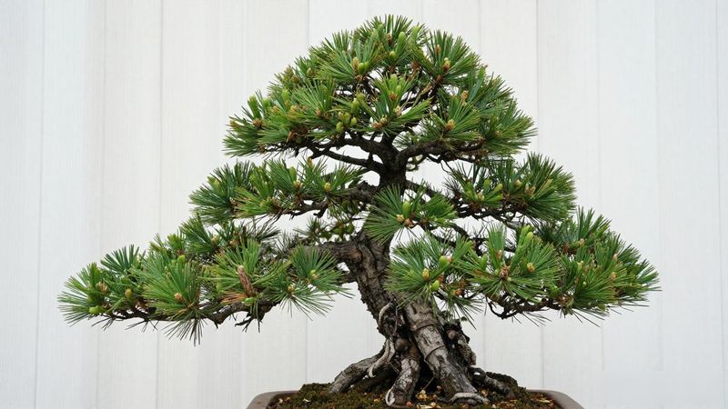 黑松拿弯后多久定型_黑松拿弯判断标准_黑松拿弯定型周期