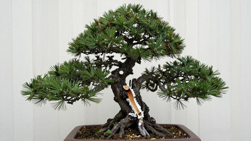 黑松盆景怎么修剪层次_黑松盆景分干层方法_黑松盆景修剪技巧