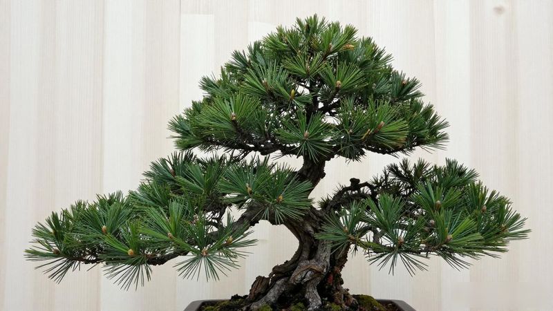 黑松疏剪技巧_黑松修剪芽点位置_黑松疏剪技巧