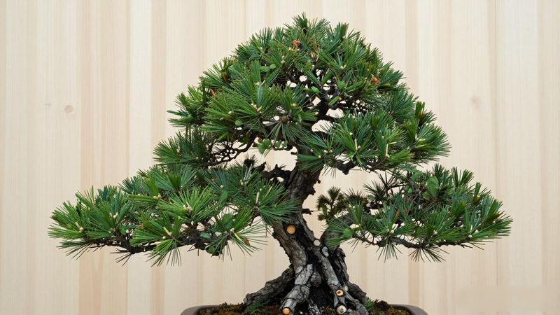 黑松疏剪技巧_黑松疏剪技巧_黑松修剪芽点位置