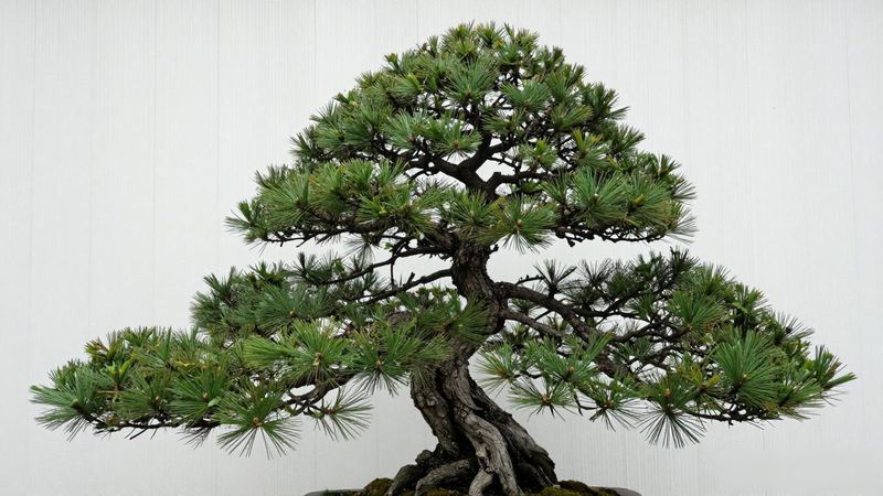 黑松黄叶掉叶的原因_黑松浇水过涝根系腐烂处理方法_黑松黄叶掉针原因