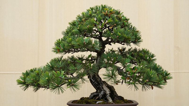 黑松黄叶掉叶的原因_黑松浇水过涝根系腐烂处理方法_黑松黄叶掉针原因