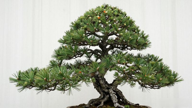 黑松下山桩快递物流费用比较_黑松下山桩运费计算公式_黑松下山桩运费怎么算