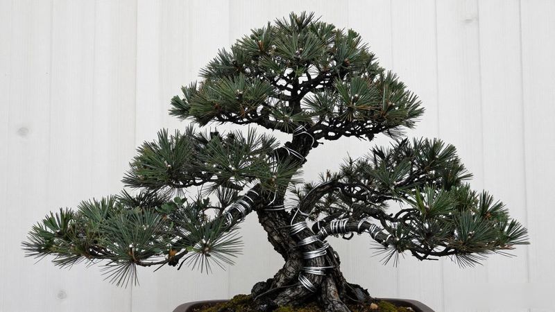 黑松文人树造型疏透不对称留白_黑松文人树造型设计_黑松文人树选材判断下锅处理