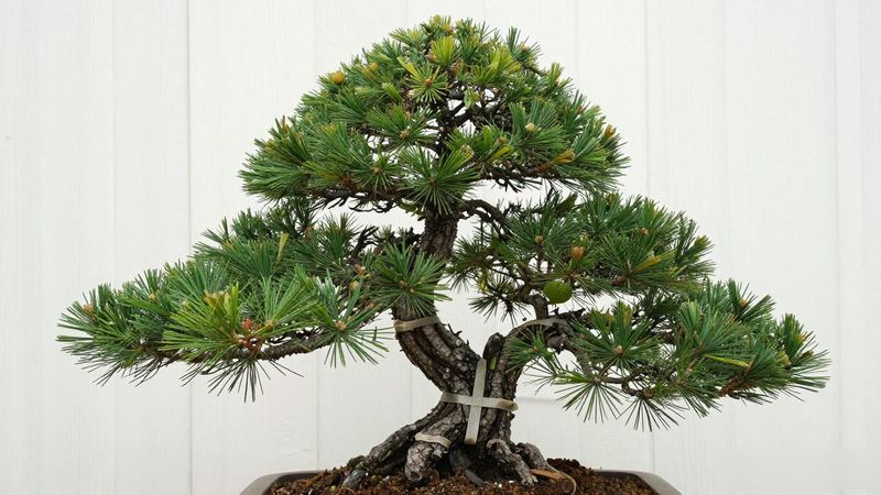 黑松双干式盆景制作方法_黑松双干式盆景造型技巧_黑松双干式盆景怎么做