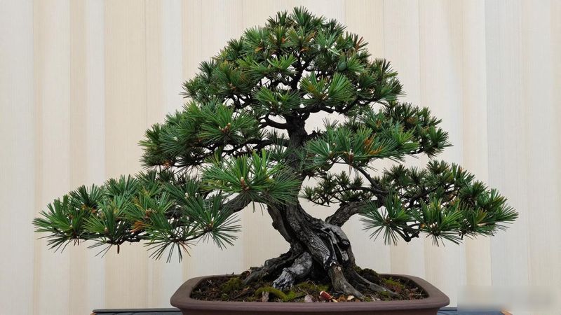黑松多干造型蟠扎方法_黑松三远结构塑造技巧_黑松一本多干造型技巧