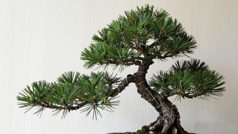 黑松丛林式盆景布局方法_黑松丛林式盆景怎么布局_黑松盆景定骨架技巧