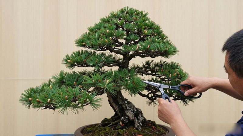 黑松秋季能修剪吗_黑松秋季修剪方法_黑松秋季修剪时间