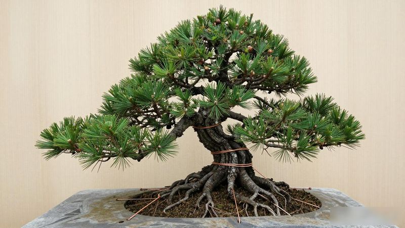 黑松附石盆景制作_黑松附石盆景选石配土_黑松修剪根系处理方法