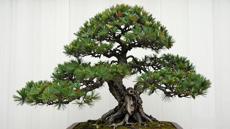 黑松水石盆景欣赏_黑松水石盆景鉴赏方法_水石搭配方案评测