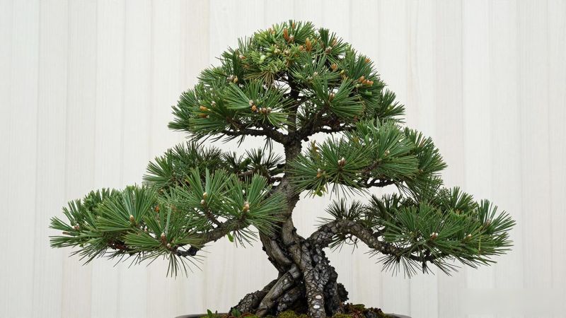 黑松与油松区分方法_黑松和油松苗怎么区分_针叶芽鳞松果形态鉴别