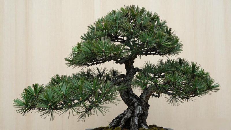 黑松盆景展会获奖作品_黑松盆景养护参数_第四届国际盆景大赛获奖作品养护技巧