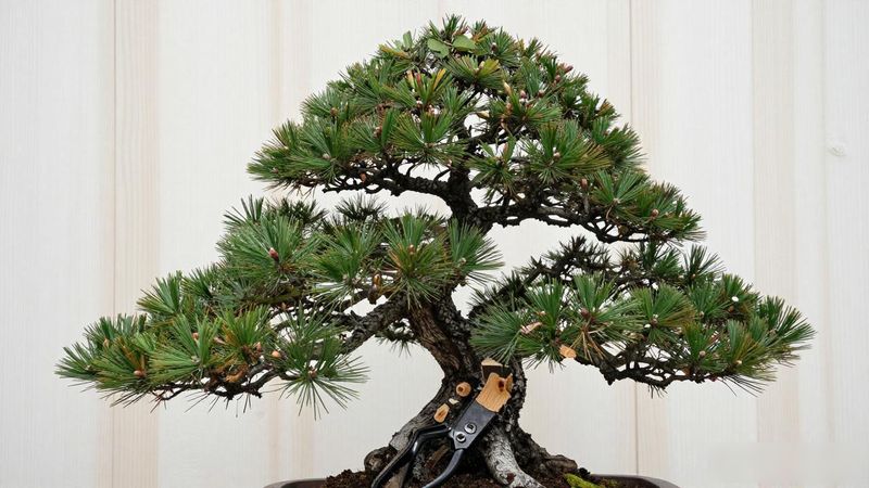 黑松南北修剪差异_黑松春季修剪还是秋季修剪_黑松修剪时间